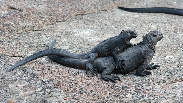 Free Nature Animals photo and picture