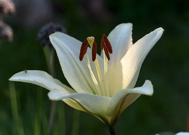 Free Flower Lily photo and picture