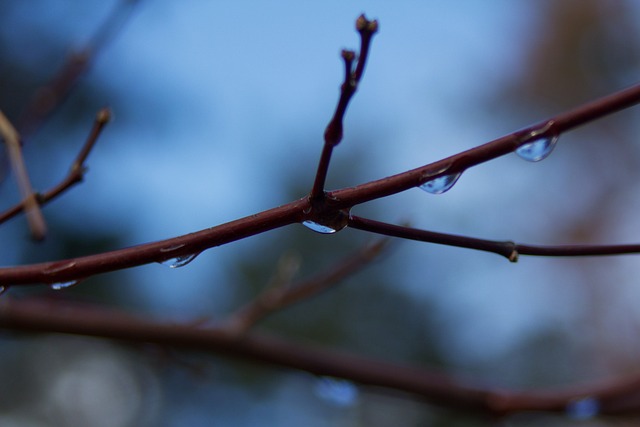 Drops, snowy day, rainy day and nature — photo by ichimi