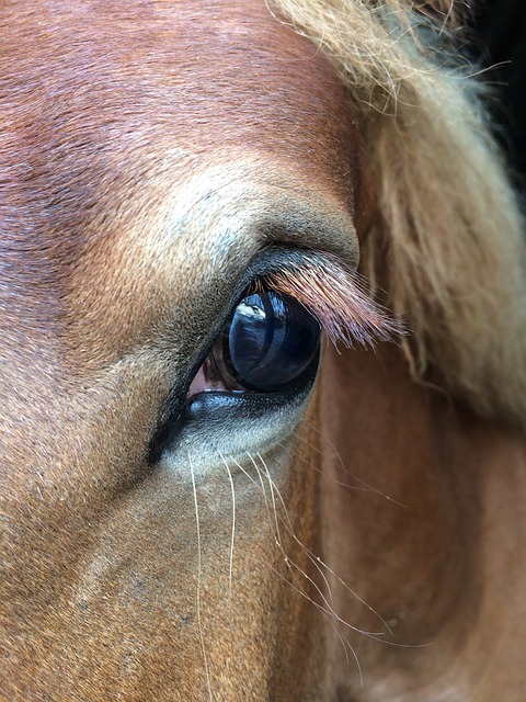 Horse Eyes Eye - Free photo on Pixabay