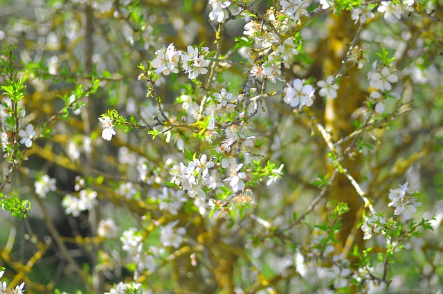 Mandel Blomst, Mandeltræ, Natur, Løv