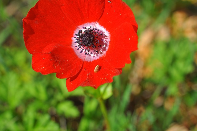 Anemone, Blomst Baggrund, Blomst Tapet
