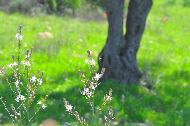 Fumaria, Blomst Tapet, Smukke Blomster