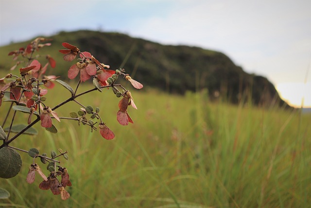 Free Landscape Plant photo and picture