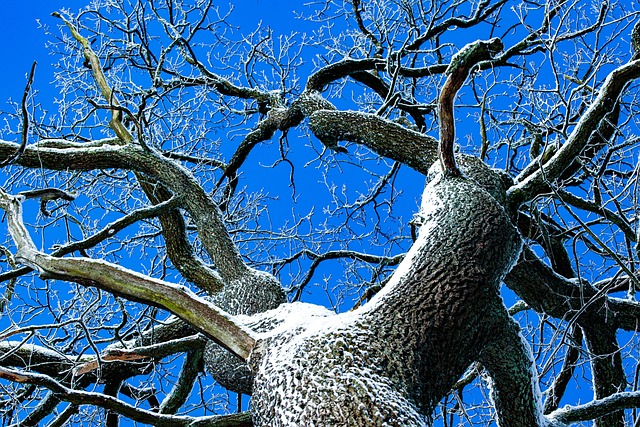 Árbol, Copa Del Árbol, Nieve, Bosque