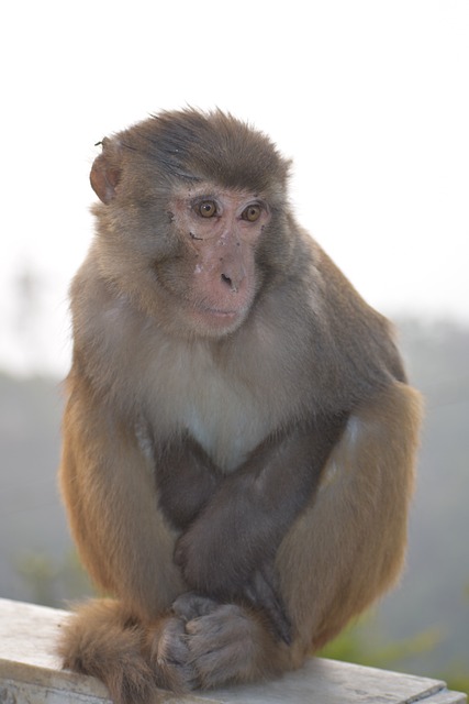 Free Monkey Nature photo and picture