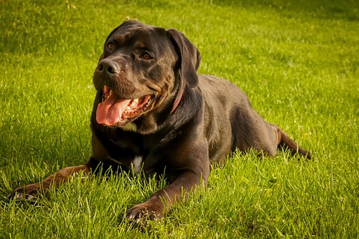 Hund, Eng, Ligge, Sort, Vente, Patient