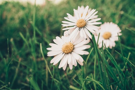 Forår, Smukke Blomster