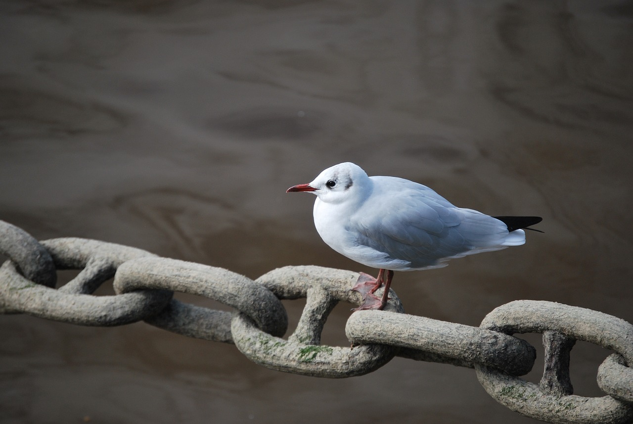 Connection Chain Bird - Free photo on Pixabay - Pixabay