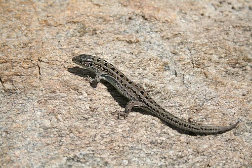 Free Lizard Reptile photo and picture