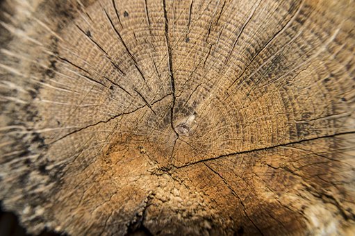 Tronco De Arbol, Madera, Paisaje