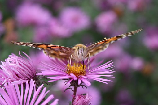 Free Butterfly Insect photo and picture