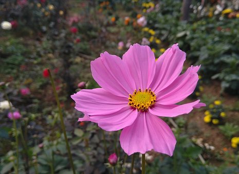 Free Flower Cosmos photo and picture