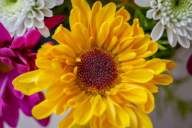 Free Flower Yellow photo and picture