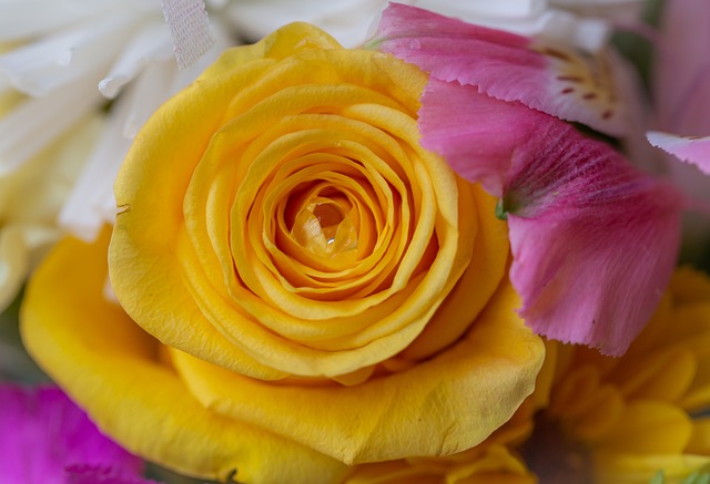 Free Rose Beautiful Flowers photo and picture