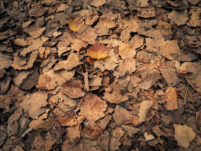 Free Fall Leaves photo and picture