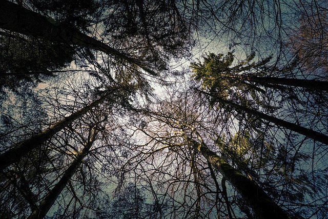 Free Trees Forest photo and picture