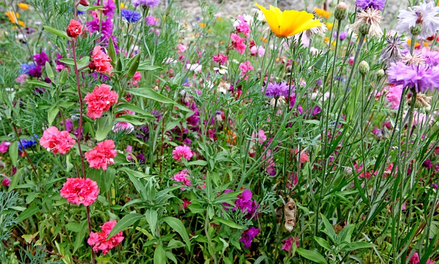 Blumen, Blüten, Frühling, Sommer, Natur