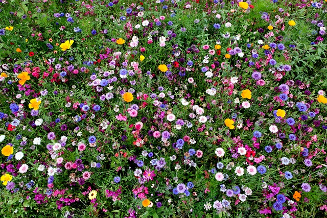Blume, Blüten, Frühling, Sommer, Rosen