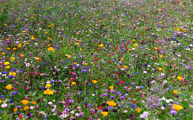 Blume, Blumentapete, Blüten, Frühling
