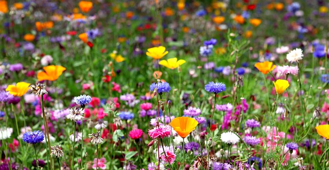 Blume, Schöne Blumen, Blüten, Frühling