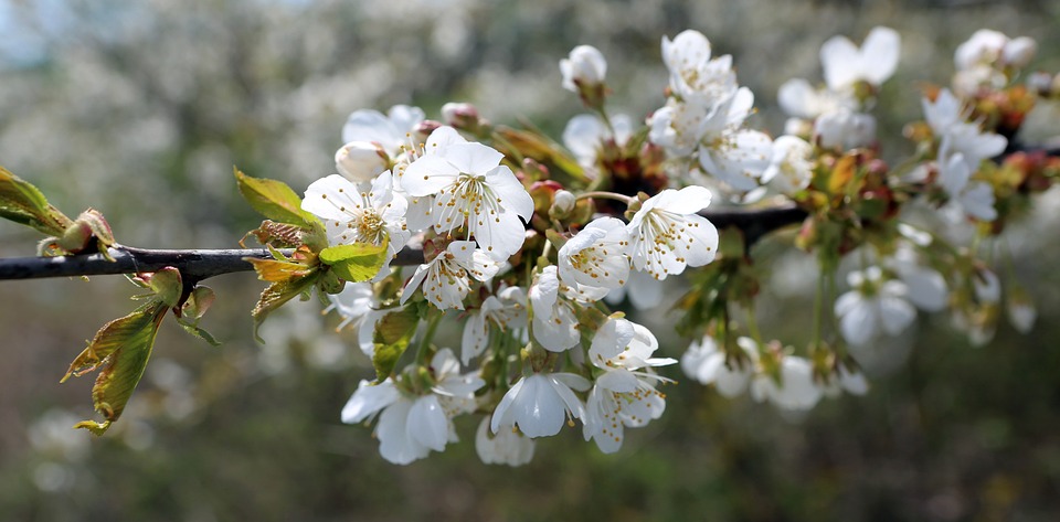春天 开花 果树开花 - Pixabay上的免费照片 - Pixabay