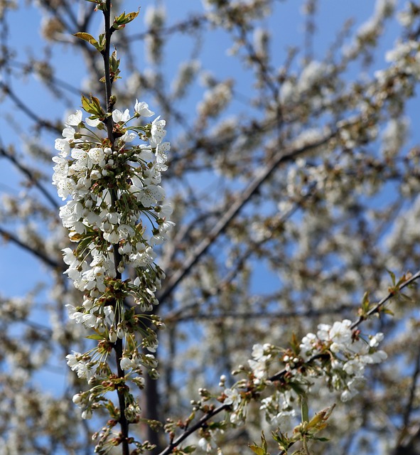 Frühling, Blüte, Obstblüte, Natur