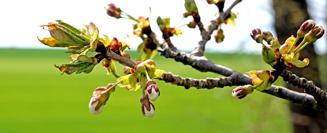 Frühling, Blüte, Obstblüte, Natur