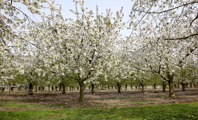 Frühling, Blüte, Obstblüte, Natur
