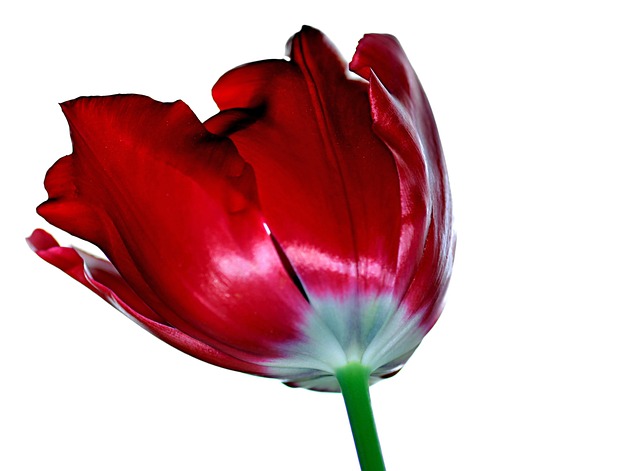 Tulpe, Blume, Frühling, Schöne Blumen