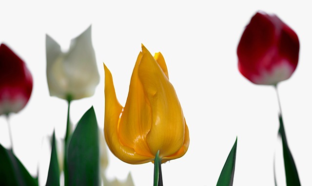 Tulpe, Blumen Hintergrund, Blume