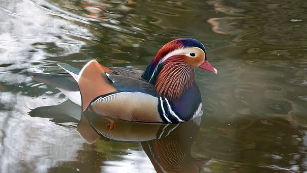 Free Duck Nature photo and picture