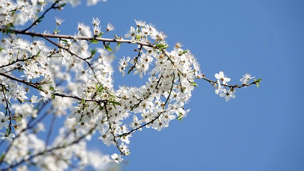 Free Spring White photo and picture