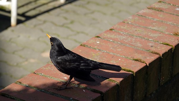 Free Blackbird Spring photo and picture