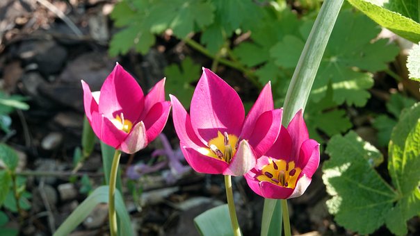 Free Flower Plants photo and picture