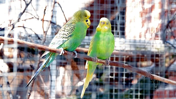 Free Budgies Birds photo and picture