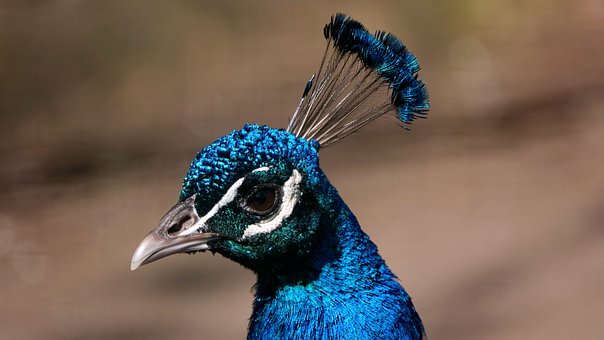 Free Peacock Head photo and picture