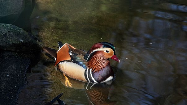 Free Duck Mandarin Duck photo and picture