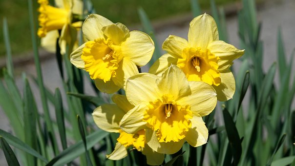 Free Daffodils Flower Wallpaper photo and picture