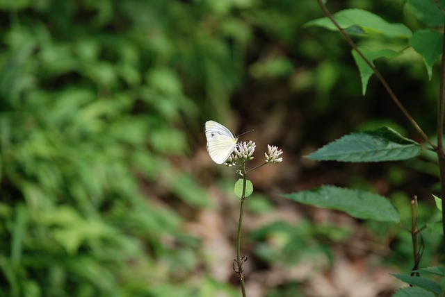 O Repolho Branco Borboleta, Insetos