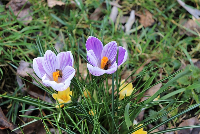 Free Crocuses Bees photo and picture