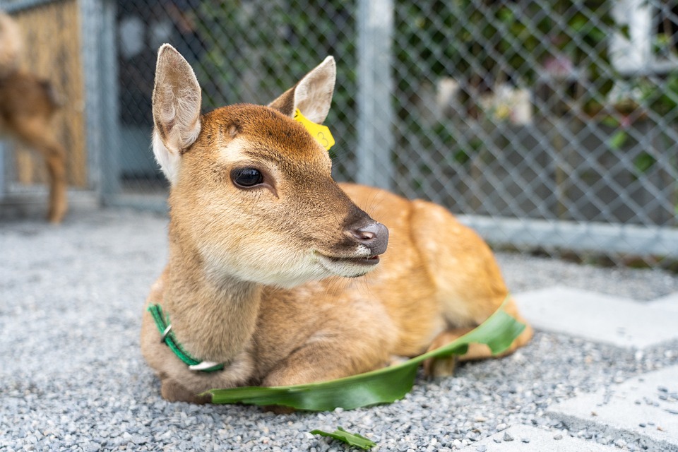 Deer Pet Landscape - Free photo on Pixabay
