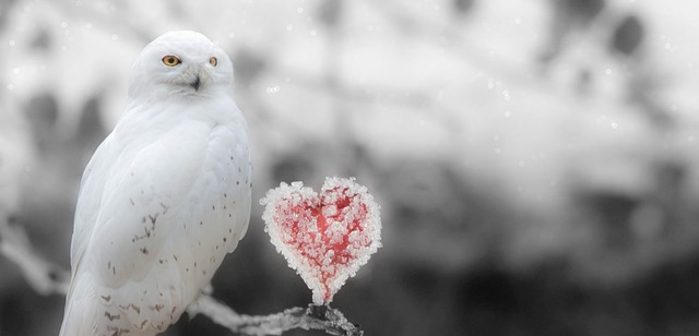 Fantasie, Schneeeule, Herz, Frost, Schön