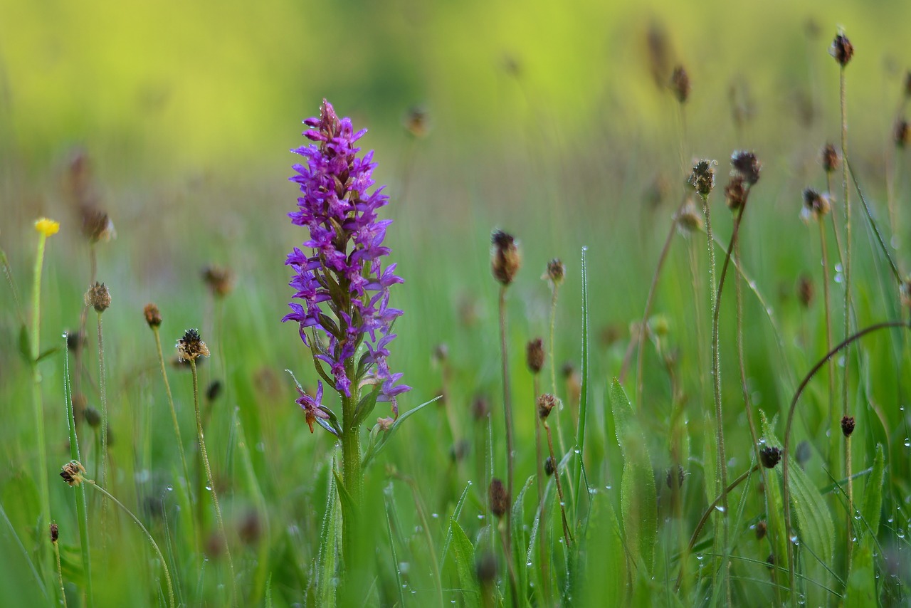 Nature - free online jigsaw puzzle photo