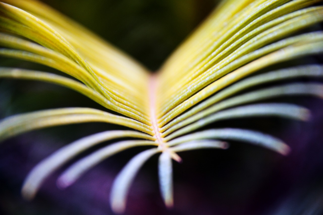 Closeup Flower Summer Free photo on Pixabay Pixabay
