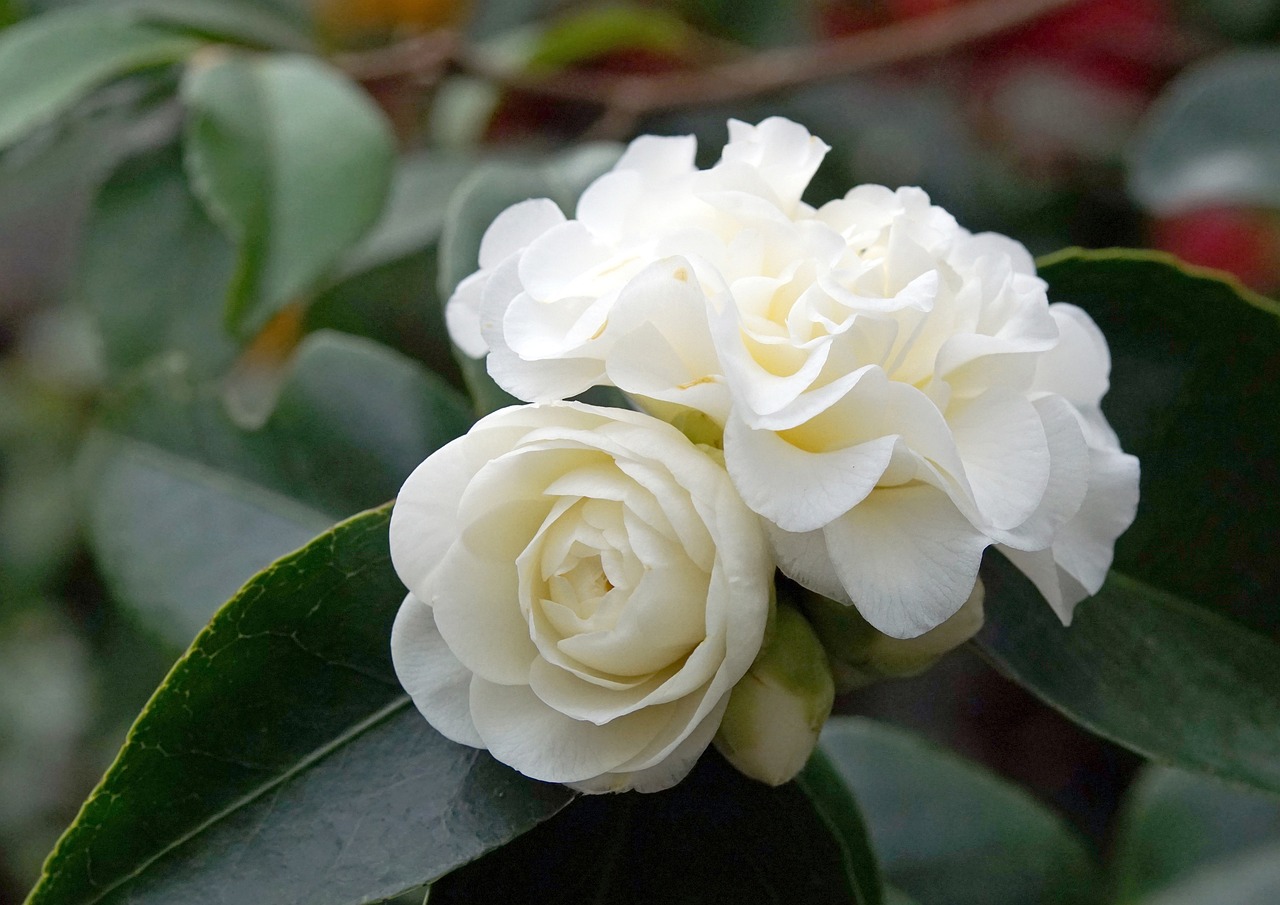 Nature - free online jigsaw puzzle photo