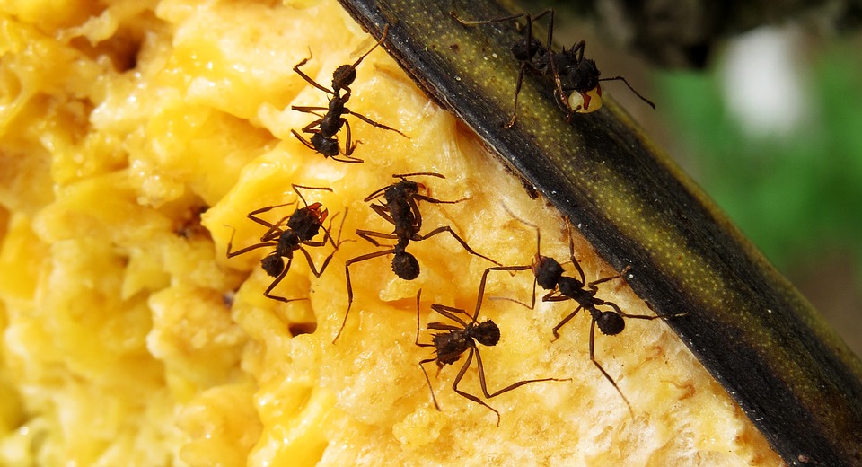 Macro, Insectes, Fourmis, Travail, Colombie