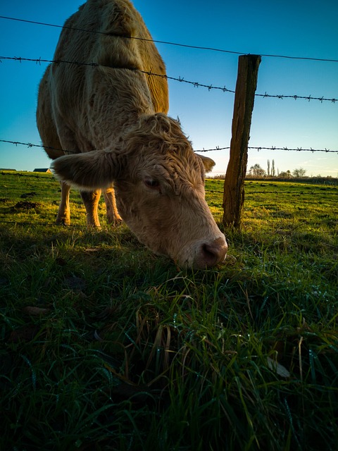 Cow Meadow Nature - Free photo on Pixabay
