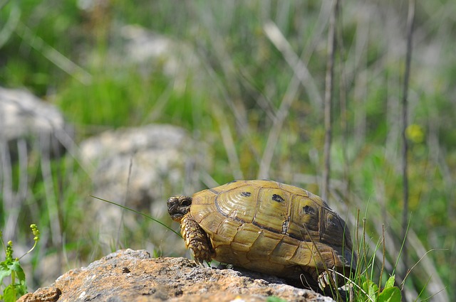 Skildpadde, Dyr, Natur, Skildpadder