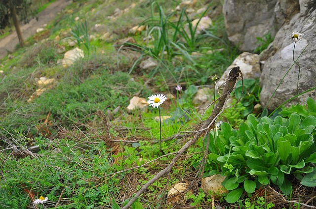 Tusindfryd, Smukke Blomster, Oxede Daisy